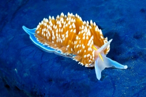 Nudibranchs | Sassy J
