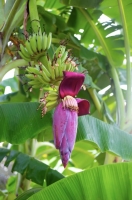 Banana Flower | Sassy J