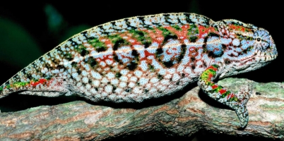 Furcifer Lateralis | Sassy J